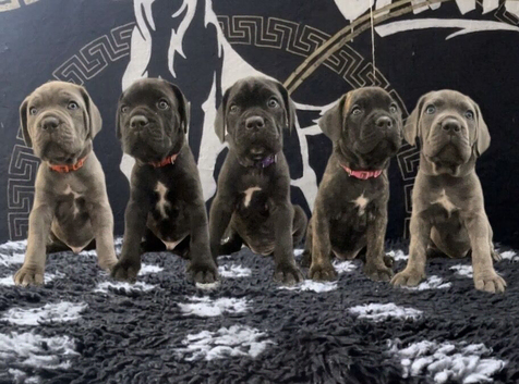 Cane corso puppies