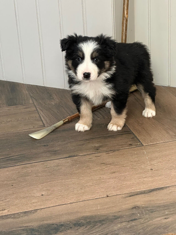 Quality Border Collie Pups