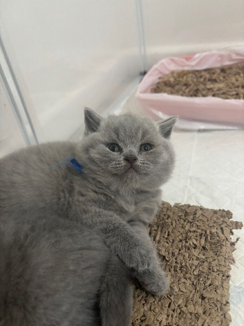 CHAMPION LINE PEDIGREE REGISTERED MALE BSH