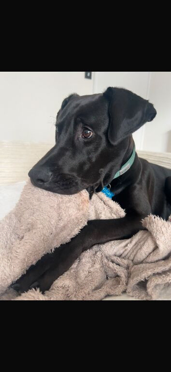 Benji