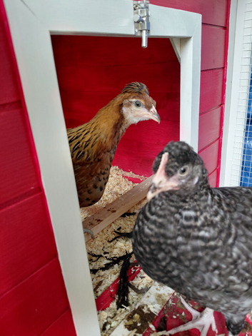 Mixed breed chickens