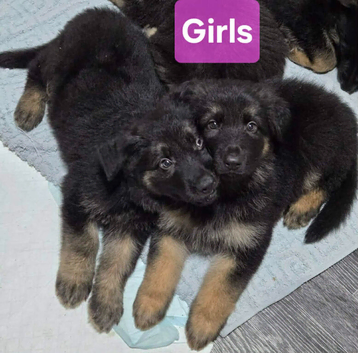 German shepherd puppies