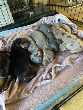 KC miniature daschund puppies stunning colours