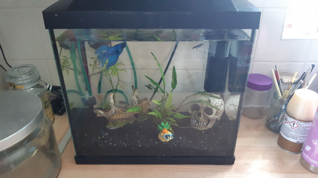 Fish set up