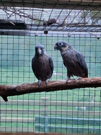 Caiques and Pionus