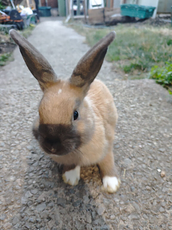Mini rex male