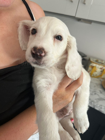 Last little boy ready for forever home