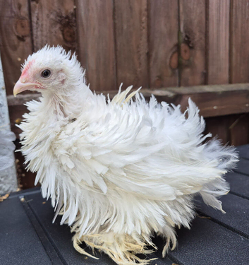 Pekin pullets