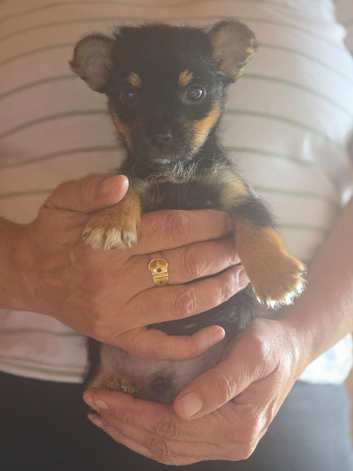 Jack Russell pup