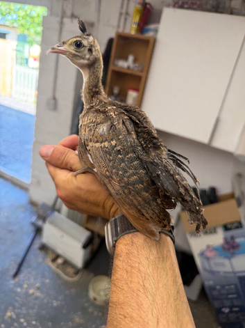 Peachicks 2026