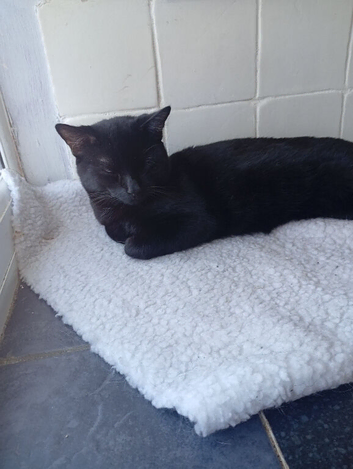 tuxedo and black cat (brothers)