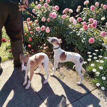KC Whippet Bitch Pups 6 months old