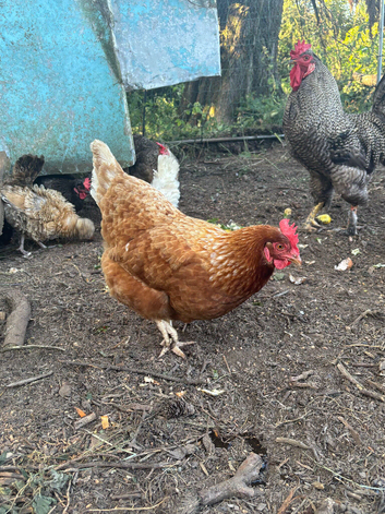Warren Hen