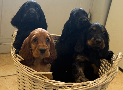Beautiful show cocker spaniels for sale