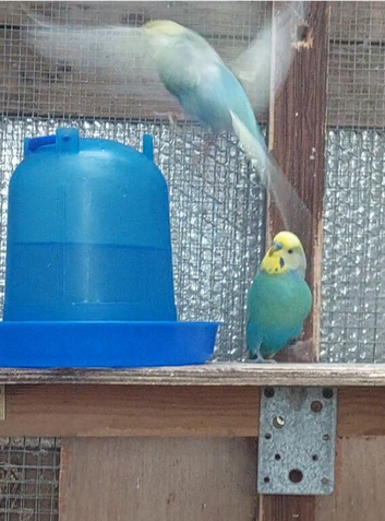 Bonded pair ready to breed
