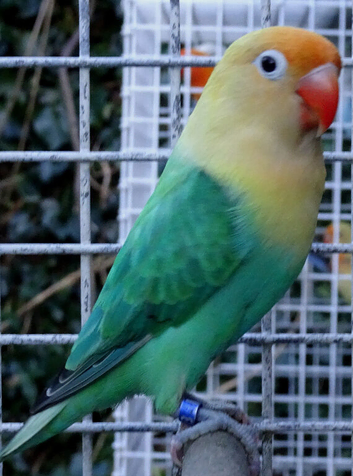 lovebirds strong aviary bred