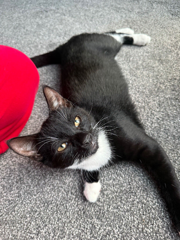 3 gorgeous kittens to be homed