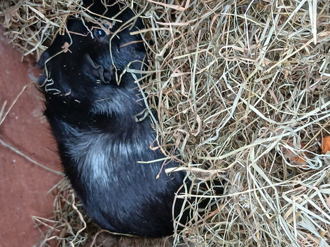 2 bonded males