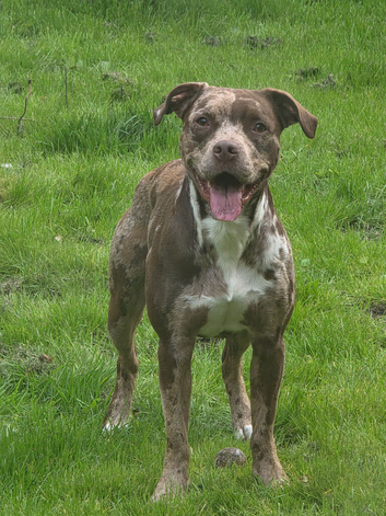 Lovely 2 year old springer spaniel cross miniature American pocket bully
