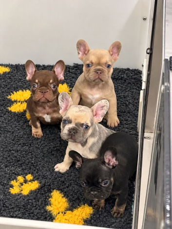 KC Registered French Bulldog Puppies