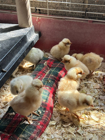 Padovana Polish & Silkie X Chicks