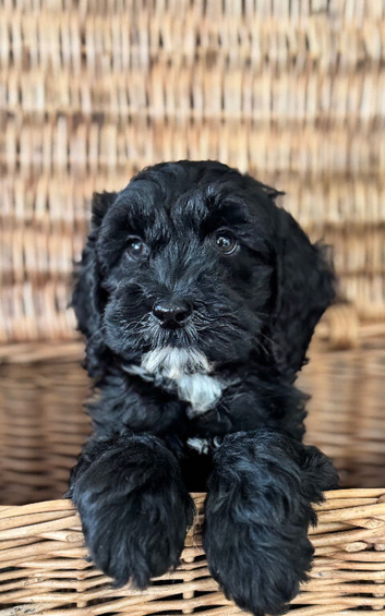 Cavapoo puppies - READY NOW!
