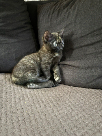 Kitten