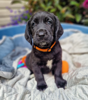 FANTASTIC SPRINGADOR PUPPIES