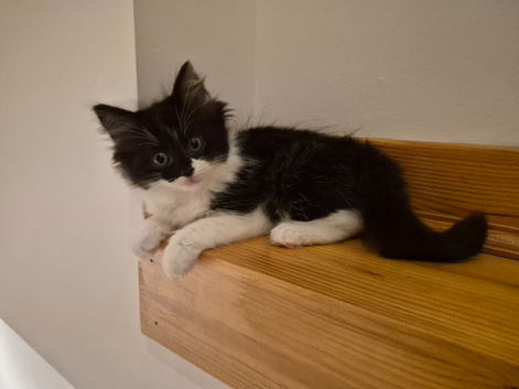 Ragdoll x Norwegian forest