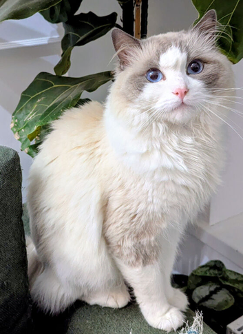 Pure ragdoll cats
