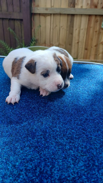 2 jack russell dog pups