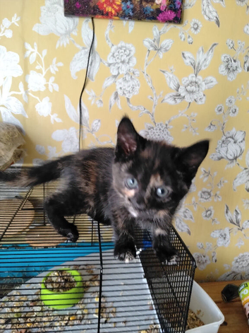 Kittens ready now
