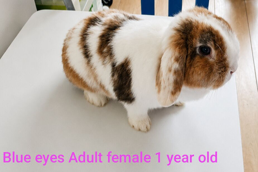 Minilop Female 1 year old