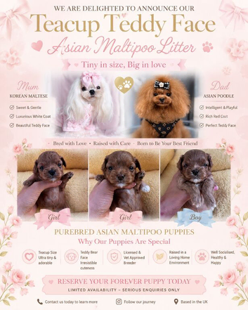 True Teacup Asian Maltipoo Puppies DNA Clear