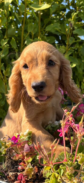 Cocker spaniel puppys