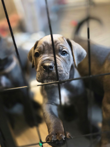 Cane corso puppies