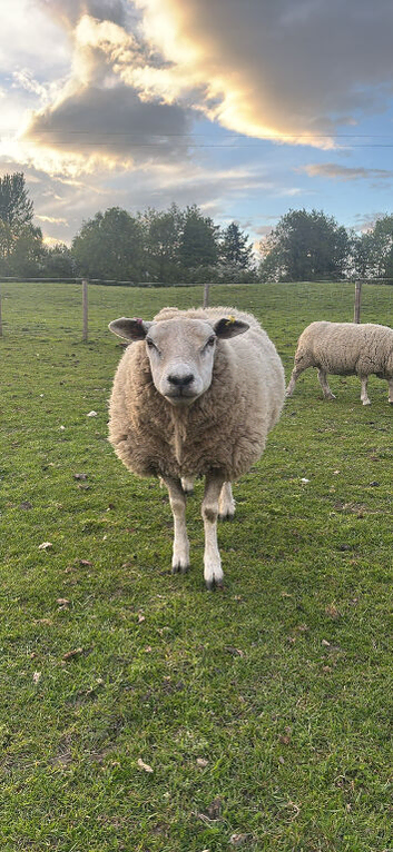 4 cull or breeding 3yr old ewes