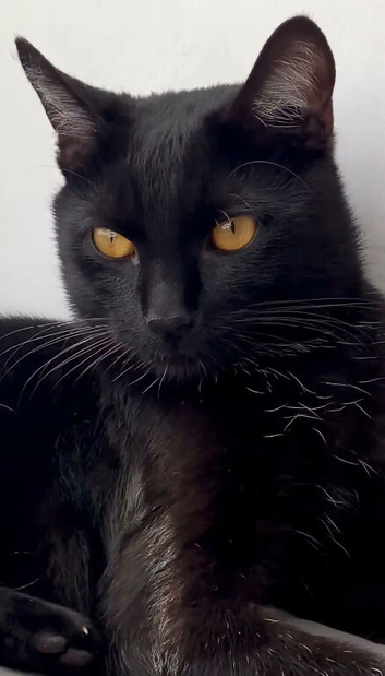 Help find a beloved pet.