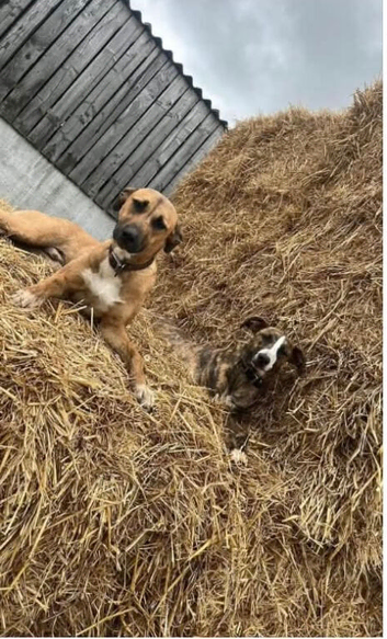 Looking for a forever home