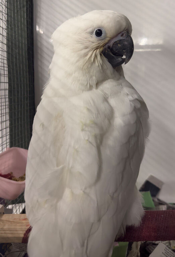 Baby Sulphur-crested & Umbrella Cockatoos