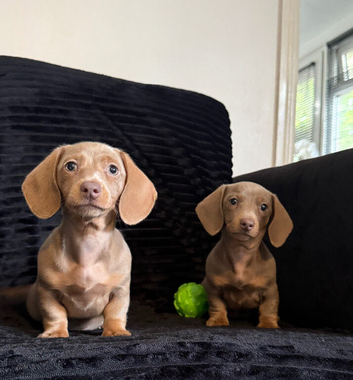 Last girl ready now, miniature dachshund