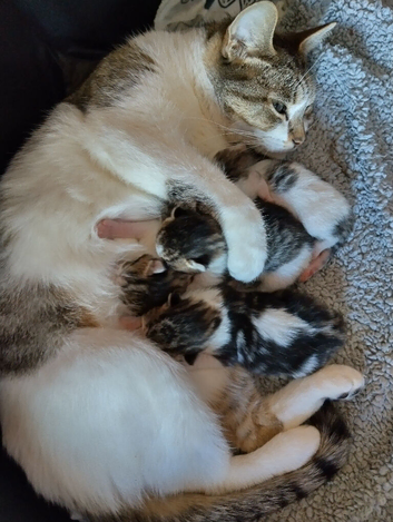 Kittens looking for a forever home