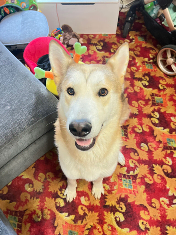 German Shepard x Akita Male