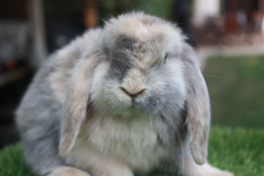 Mini lop baby rabbits ready now