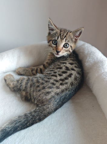 Bengal Mix Kittens Ready To Leave