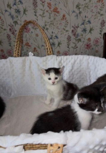 Beautiful Kittens Looking for Their Forever Homes