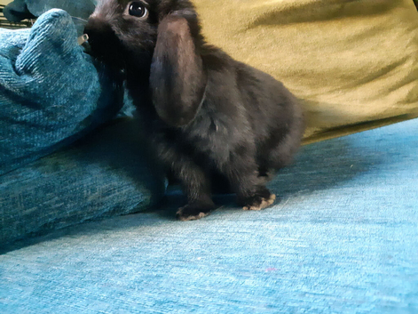 Mini lop baby bunnies