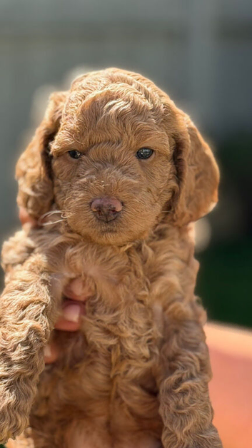 Cockapoo