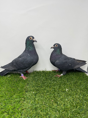 Black Racing pigeons.
