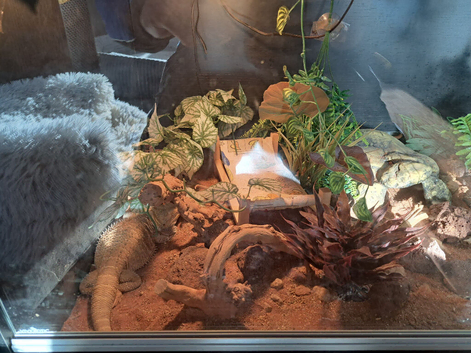 2.5 year old female with Vivarium